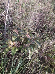 Campomanesia pubescens