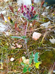 Anthyllis vulneraria rubriflora