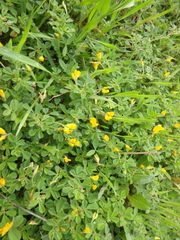 Medicago minima