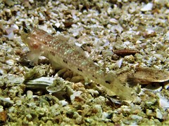 Istigobius