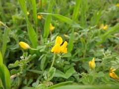 Medicago minima