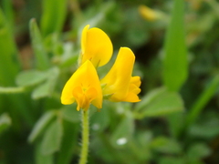 Medicago minima
