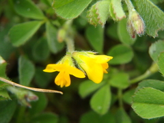 Medicago minima
