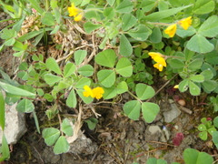 Medicago minima