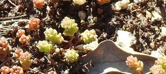 Sedum arenarium