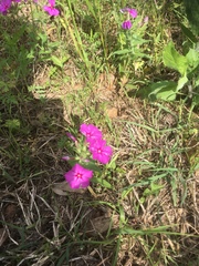 Phlox drummondii