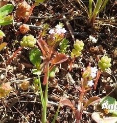 Centranthus calcitrapae