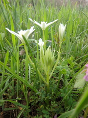 Ornithogalum woronowii