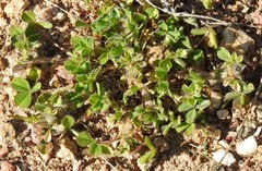 Trifolium cherleri
