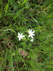 Ornithogalum woronowii