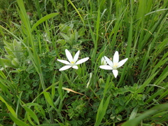 Ornithogalum woronowii