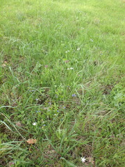 Ornithogalum woronowii