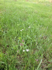 Ornithogalum woronowii