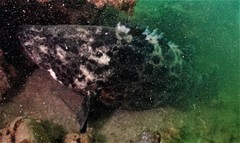 Epinephelidae