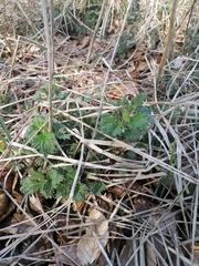 Urtica dioica dioica