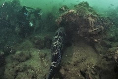 Epinephelidae
