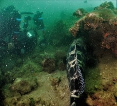 Epinephelidae