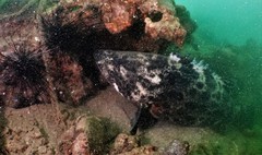 Epinephelidae