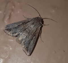 Persectania dyscrita