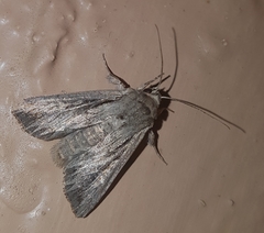 Persectania dyscrita