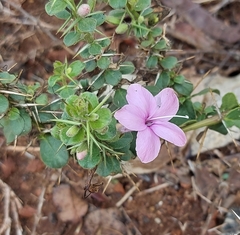 Barleria buxifolia