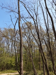 Robinia pseudoacacia