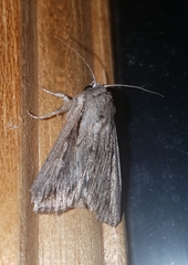 Persectania dyscrita