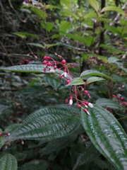 Miconia cornoides