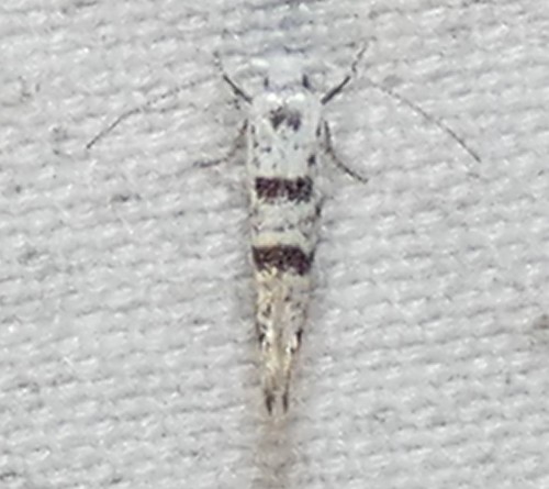Arborvitae Leafminer photo 4