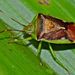 Forest Shield Bug - Photo (c) Steve Kerr, some rights reserved (CC BY), uploaded by Steve Kerr