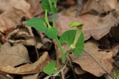 Aristolochia pallida