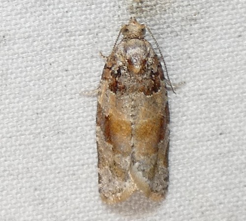 Kimball's Leafroller Moth photo 4
