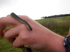 Elapognathus minor