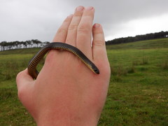 Elapognathus minor
