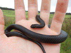 Elapognathus minor