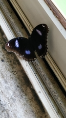 Hypolimnas bolina