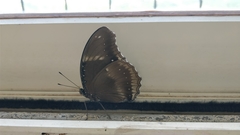 Hypolimnas bolina