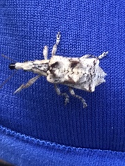 Agathinus tridens