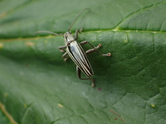 Navomorpha sulcata