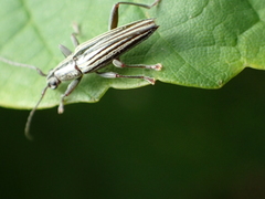 Navomorpha sulcata