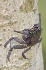 Episesarma versicolor