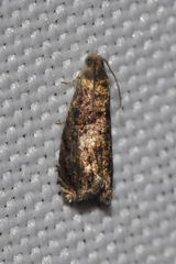 Grapholita janthinana