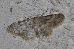 Idaea alyssumata