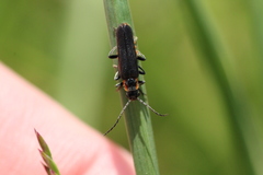 Cantharis pulicaria
