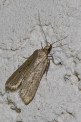 Acompsia tripunctella