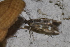 Scythris scopolella