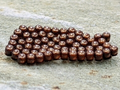 Eocanthecona furcellata