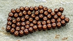 Eocanthecona furcellata