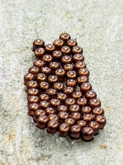 Eocanthecona furcellata