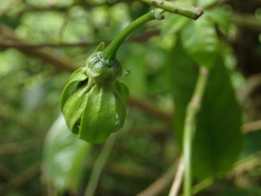 Artabotrys hexapetalus